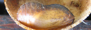 Pupae
